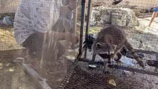 PROFEPA rescata a dos mapaches en cautiverio en Campeche; podrían ser liberados a su hábitat