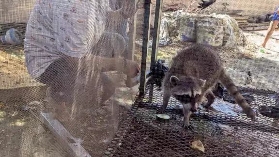 PROFEPA aseguró dos mapaches en cautiverio en la colonia Héroes de Nacozari. PROFEPA aseguró dos mapaches en cautiverio en la colonia Héroes de Nacozari.