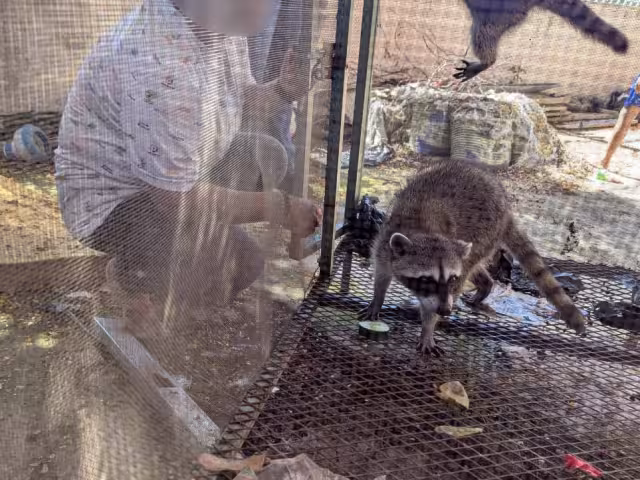 PROFEPA aseguró dos mapaches en cautiverio en la colonia Héroes de Nacozari.