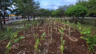 Mérida apuesta por jardines de lluvia para combatir los encharcamientos en Ciudad Caucel