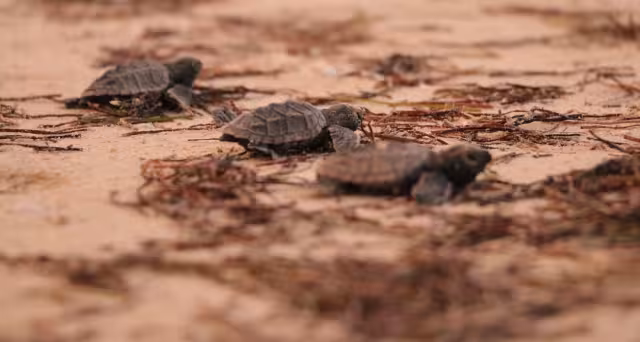 Al concluir este mes se da por terminada la temporada de arribo de tortugas, que tiene buen balance