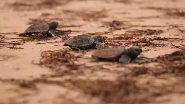 Al concluir este mes se da por terminada la temporada de arribo de tortugas, que tiene buen balance