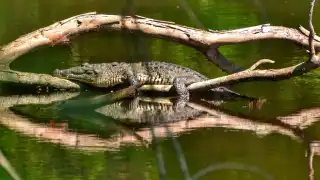 Península de Yucatán enfrenta crisis de conservación con casi 300 especies bajo amenaza; desde tortugas hasta el jaguar