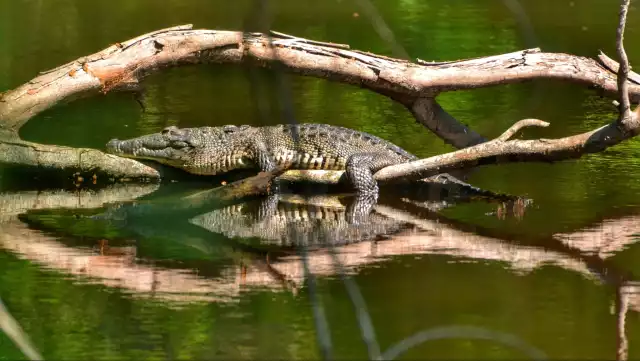 La pérdida de hábitat y la presión humana ponen en peligro la supervivencia de 300 especies clave en Yucatán