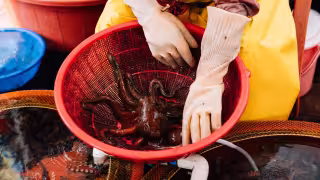 Costa Oriente de Yucatán confía en que la temporada de pulpo reactive la economía pesquera
