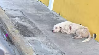 Alertan en Isla Aguada por un perro posiblemente contagiado de gusano barrenador