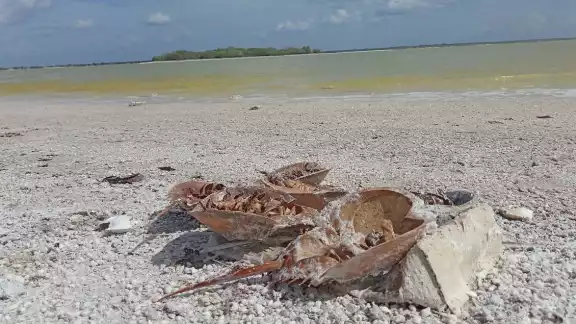 Asocian la captura de pulpo con disminución del cangrejo herradura; son usados como carnada