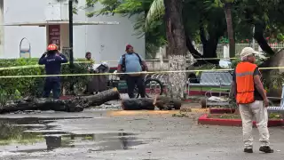 Lluvias provocan la caída de un árbol en Tulum; bomberos y Protección Civil cierran vialidad