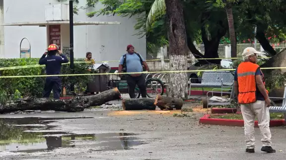 Cuerpo de Bomberos y Protección Civil acudieron al sitio para retirar el árbol