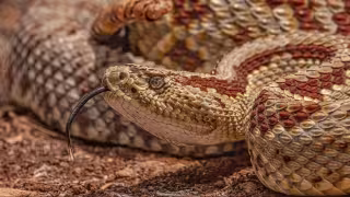 Dos personas fueron mordidas por serpiente de cascabel en Mérida
