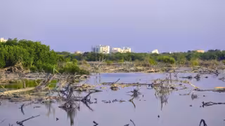 Superficie de manglar dañado se triplicó en cinco años en la Península de Yucatán y deja expuesta a la costa de la erosión, inundaciones y marejadas