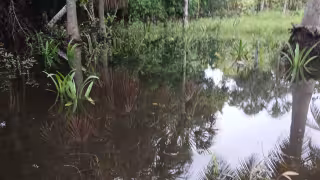 Acumulación de agua en la comunidad de San Andrés en Felipe Carrillo Puerto pone en riesgo a la población