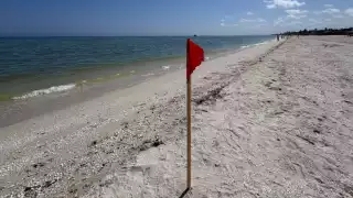 El polígono restrictivo para la pesca,  se redujo a una franja de 15 kilómetros mar adentro desde Progreso hasta Sisal