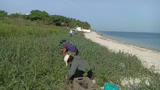 Siembran 50 plantas de uva de mar en playas de Campeche para proteger tortugas marinas