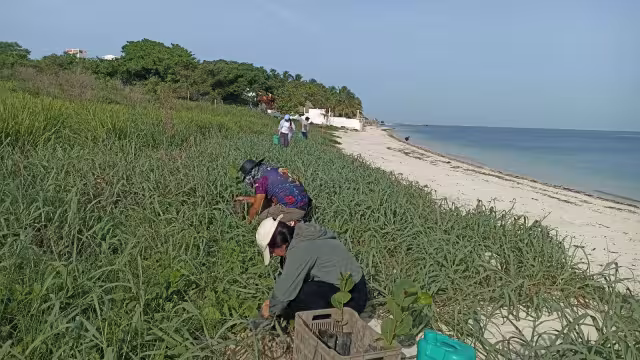 Sembraron 50 plantas de uva de mar en la playa “Los Costales”, frente a la termoeléctrica de Lerma.