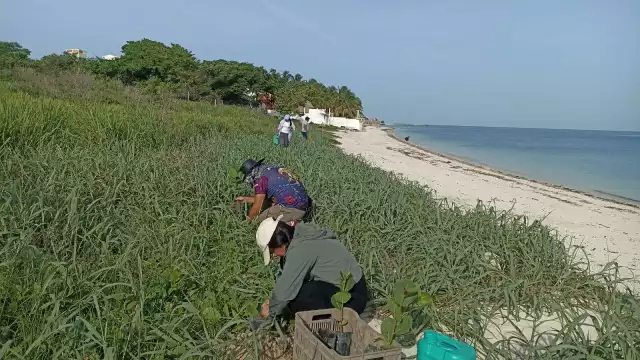 Sembraron 50 plantas de uva de mar en la playa “Los Costales”, frente a la termoeléctrica de Lerma.