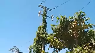 Cortocircuito por ramas de árbol pone en riesgo a vecinos de Escárcega