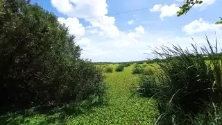 Detectan presencia de narciso en sabana de Chetumal