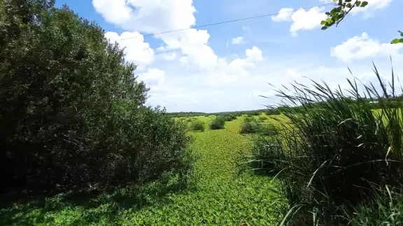 El narciso es una planta invasora y la competencia de la lechuguilla