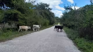 Reses sueltas en Sabancuy-Chekubul ponen en riesgo a conductores