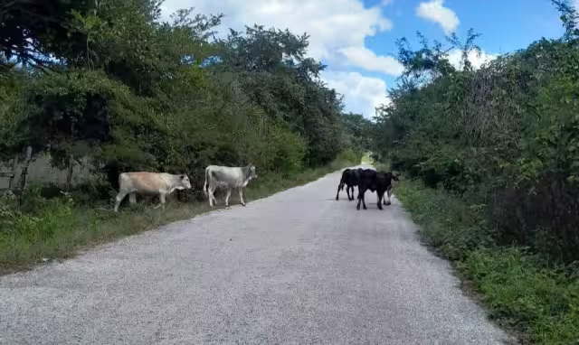Ganaderos descuidan cercos y vacas invaden carretera