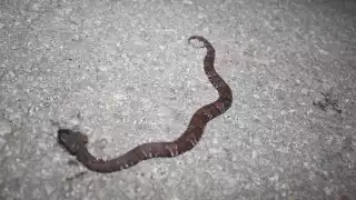 Lluvias elevan la presencia de insectos y serpientes en las casas al Oriente de Yucatán