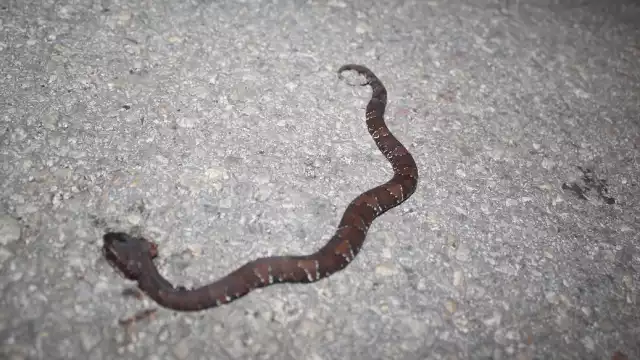 Serpientes venenosas han ingresado a las casas
