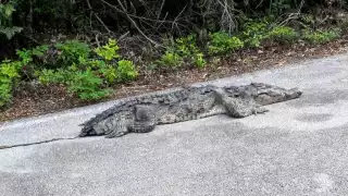 El animal fue trasladado del kilómetro 20 de la carretera sur a un centro veterinario.