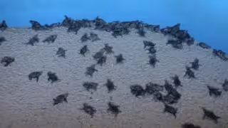 Nacen las primeras 102 tortugas carey en Punta Xen