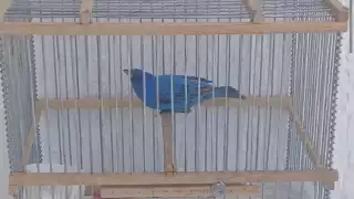  Denuncian la venta de aves silvestres en Mérida;     Las ofrecen en 50 pesos       