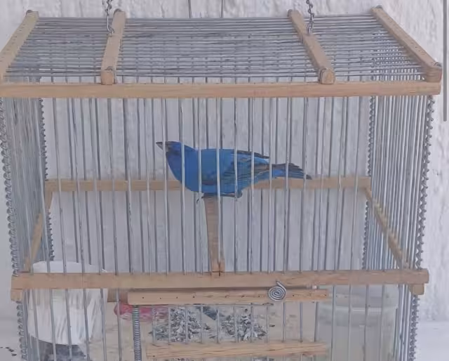 Mediante una publicación de Facebook se ofrece a un colorín azul (Passerina cyanea), especie de ave migratoria