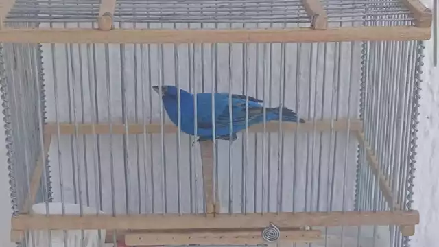 Mediante una publicación de Facebook se ofrece a un colorín azul (Passerina cyanea), especie de ave migratoria