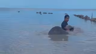 Manatí causa asombro entre bañistas en playas de Campeche