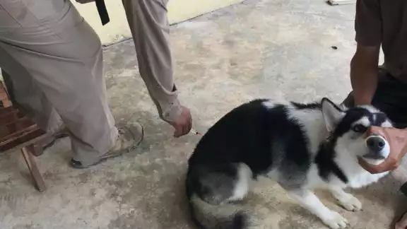 Llaman a vacunar mascotas en Campeche ante alerta por rabia en animales Llaman a vacunar mascotas en Campeche ante alerta por rabia en animales