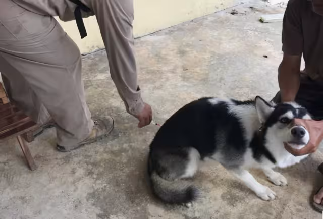 Llaman a vacunar mascotas en Campeche ante alerta por rabia en animales