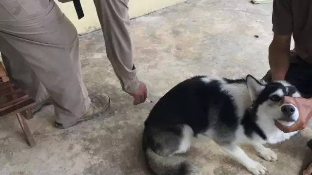 Llaman a vacunar mascotas en Campeche ante alerta por rabia en animales