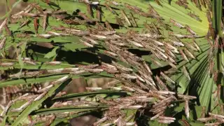 Controlan la plaga de langostas que invadió 11 municipios de Yucatán