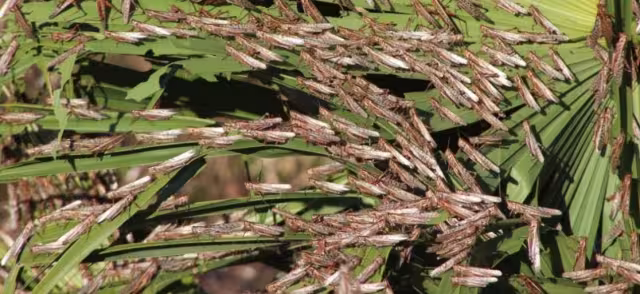 Panabá, Buctzotz y Cacalchén fue ron algunas de las zonas invadidas.