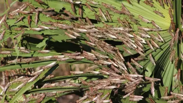 Panabá, Buctzotz y Cacalchén fue ron algunas de las zonas invadidas.