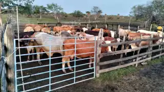 "El dilema": Lluvias benefician y amenazan al ganado en Sabancuy