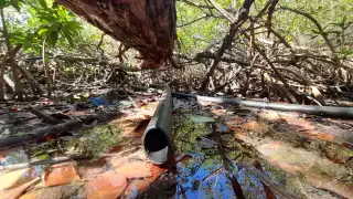 La SICT, Ecología municipal y el Centro de Investigación Científica de Yucatán realizaron estudios en el sitio