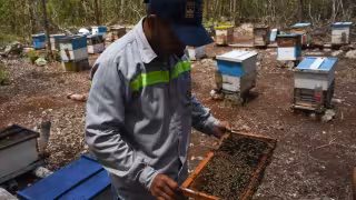 La SCJN atrae tres casos y abre la puerta a que cenotes y abejas mayas sean sujetos de derecho