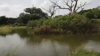 Se presume que se trata de un pequeño cocodrilo en el lago