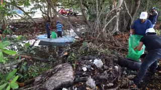 Progreso apuesta por sus manglares para enfrentar inundaciones y erosión costera