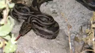 Temporada de serpientes en Yucatán: ¿A qué se debe el aumento de su avistamiento? 