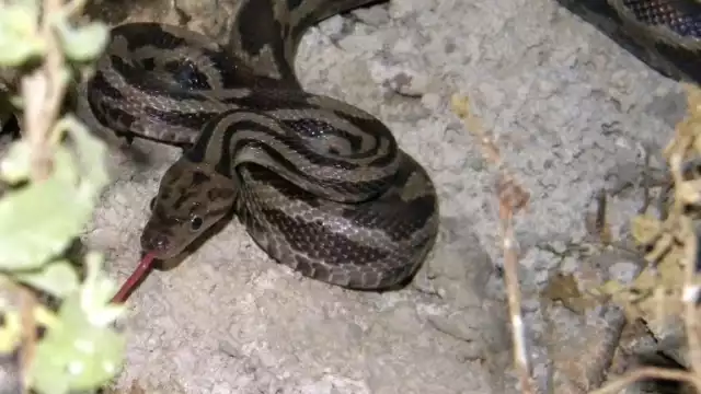 Hay diferentes especies de serpientes que habitan en Yucatán