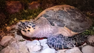 Suman 12 tortugas atropelladas en la costa de Campeche