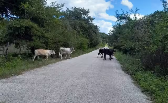 Vecinos de Calax denuncian riesgo por ganado suelto en carretera