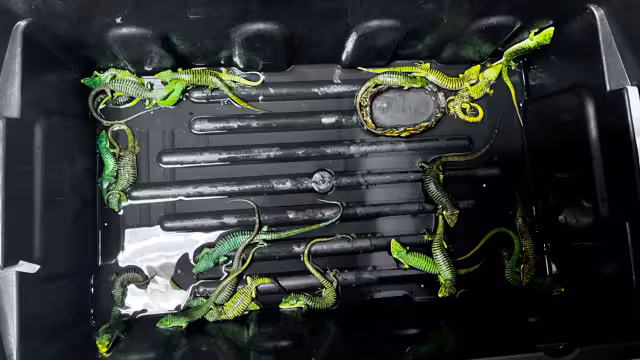 De acuerdo con lo informado por la Profepa los hechos ocurrieron el pasado 19 de mayo