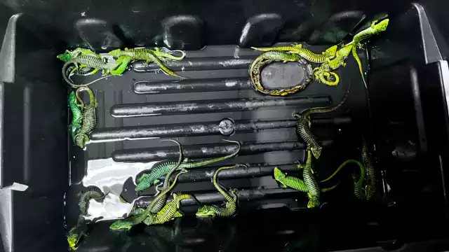 De acuerdo con lo informado por la Profepa los hechos ocurrieron el pasado 19 de mayo